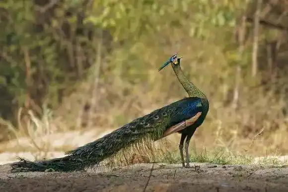 世界上最恐怖的孔雀(孔雀身上的小眼睛是什么)