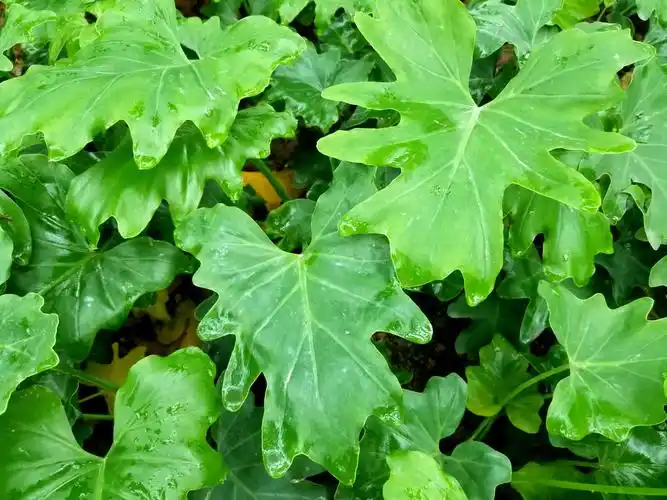 植物园的花卉叶子仙人掌