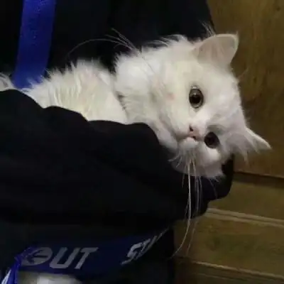 个性抱猫男生头像