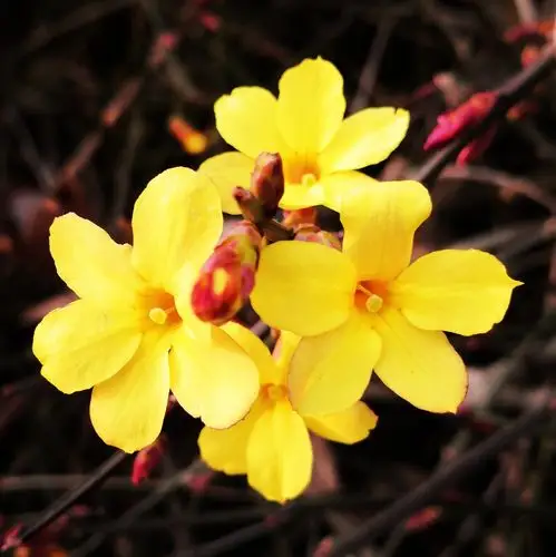 2021年3月8日女神节,我徒步在海棠花溪,观赏迎春花和玉兰花.