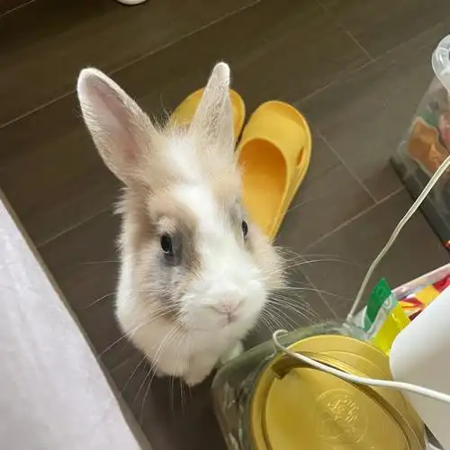 9396已找到新主人,香港狮子兔领养