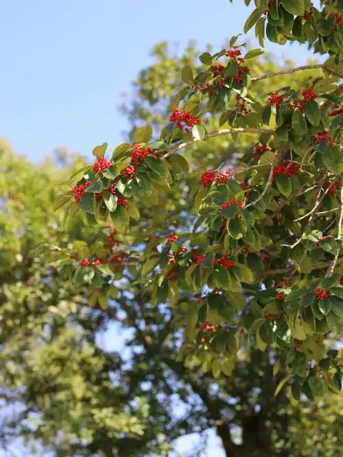 广东初冬的冬青树