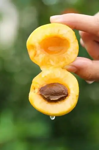 手里拿着珍珠油杏 小白杏