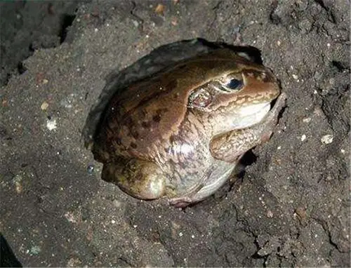 鳄鱼会冬眠吗 鳄鱼什么时候冬眠