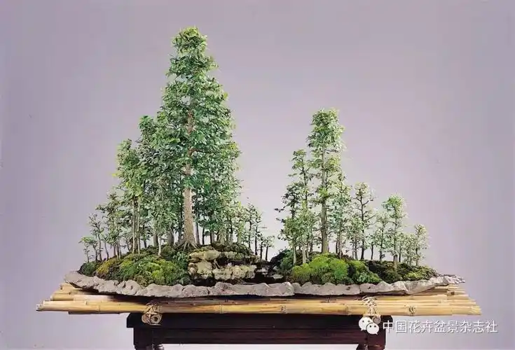 丛林盆景的多样表现