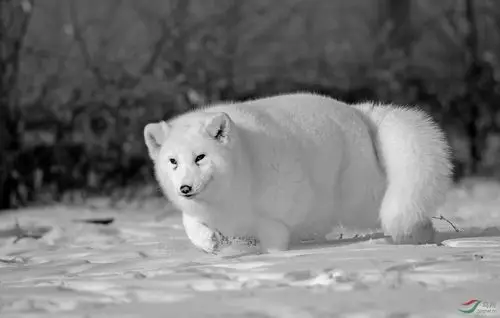 [动物] 北极狐------祝贺老师佳作荣获黑白影像首页精华!