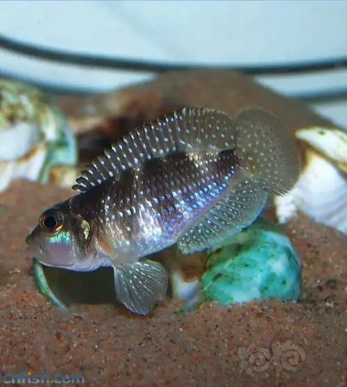 三湖慈鲷三湖–卷贝类