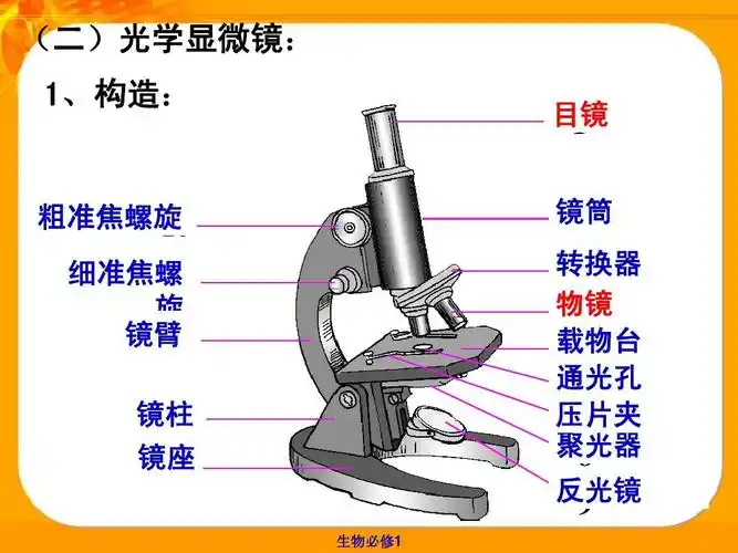 市东山外语国际学校高二生物《细胞第1课时原核真核显微镜》课件ppt