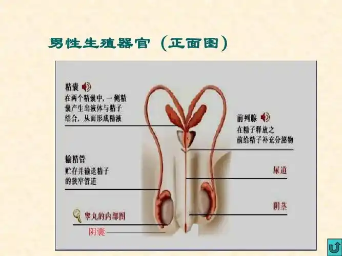 第1节 人的生殖和发育ppt