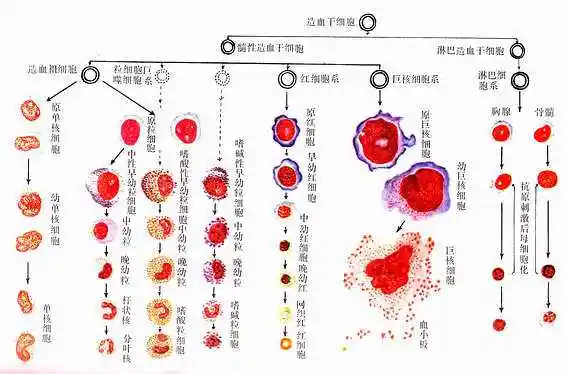 如慢性粒细胞性白血病患者的红细胞系,粒细胞系和巨核细胞系均具有ph
