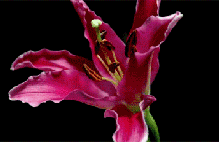 玫瑰花绽放唯美寂静大自然春日时光花开时节gif动图_动态图_表情包下