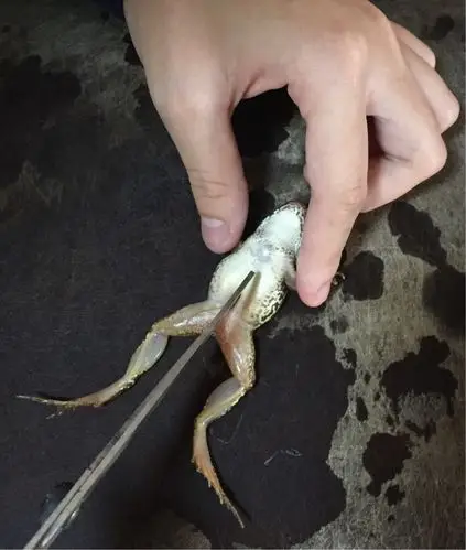 3 部分 青蛙前脚上有四个趾,后脚上有五个趾,还有蹼 青蛙头上的两侧有