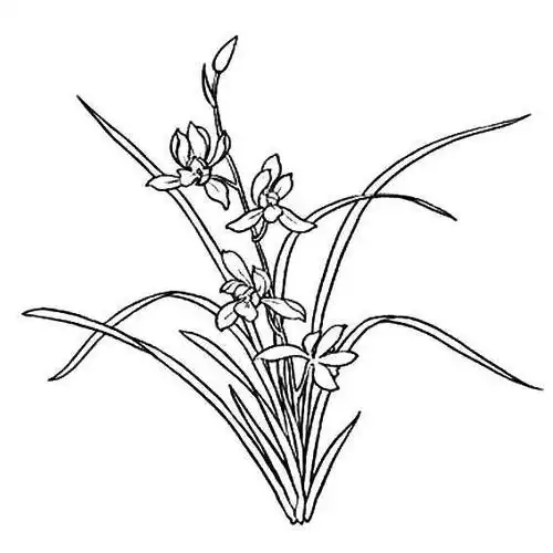 兰花图片简笔画国画 画兰花最好的画家-图片大观-奇异网