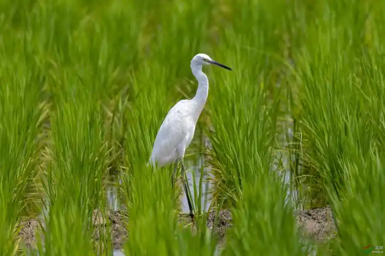 田间白鹭