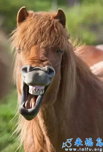 是什么让你笑的如此开心呢? - 搞笑图片盒子