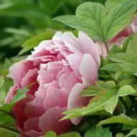 最好看的牡丹微信头像_微信头像图片大全