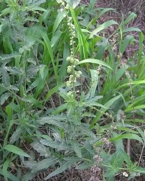 透骨草,见过吗?中医记载:能祛风除湿,舒筋活血,散瘀消肿