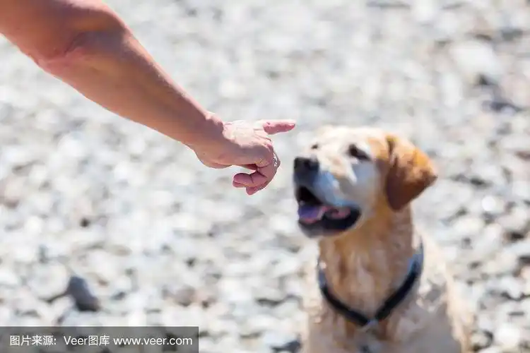 一个女人用手指着一只拉布拉多寻回犬