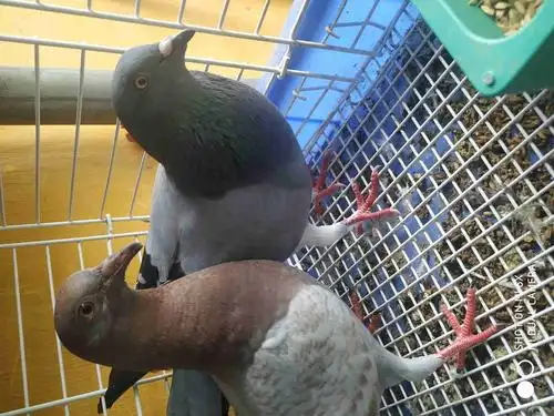 怎么才能看鸽子的公母