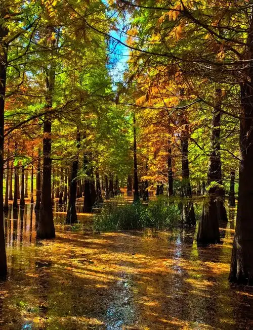 昆明滇池湿地公园红杉林打卡攻略