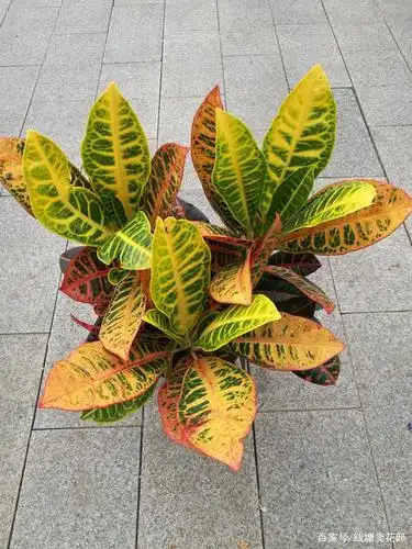 这3种观叶植物,叶色非常诱人,比开花植物好看,比绿萝好养