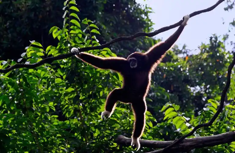 原创物种百科长臂猿