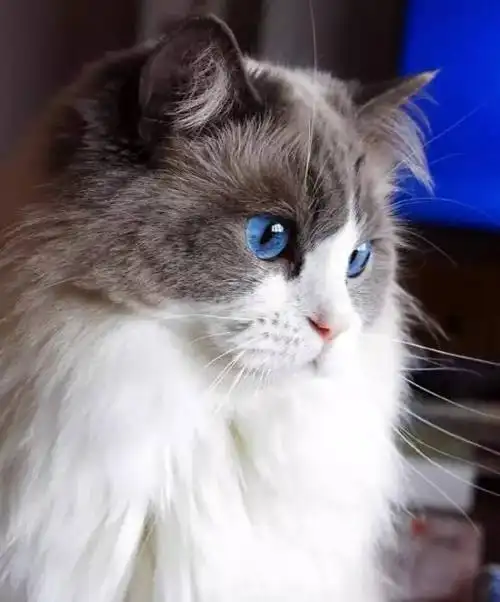 "关注 简介 :宅若久时天然呆,呆到深处自然萌!