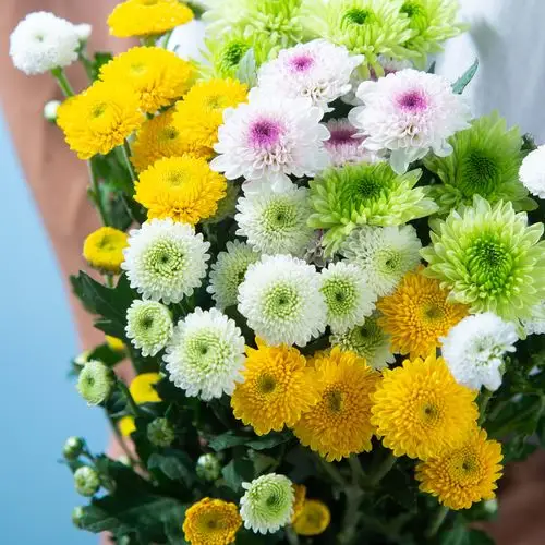 小雏菊鲜花云南昆明助农冷链发家用水插花生日鲜花速递同城