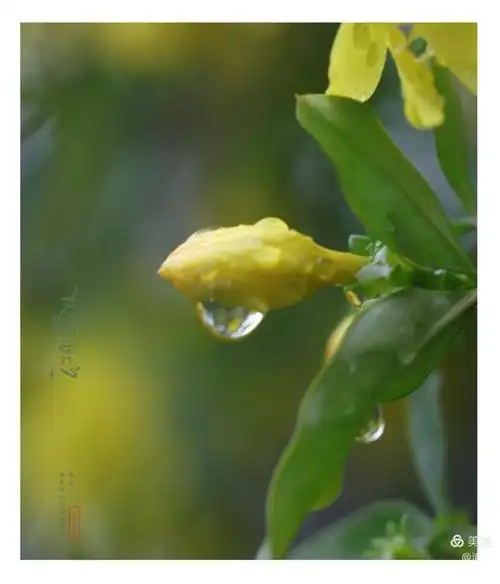 细雨飞 迎春开