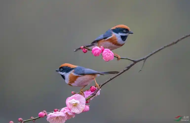 梅花枝上的小红头鸟