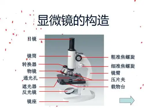 生物第一章细胞是生命活动的基本单位第一节练习使用显微镜ppt课件