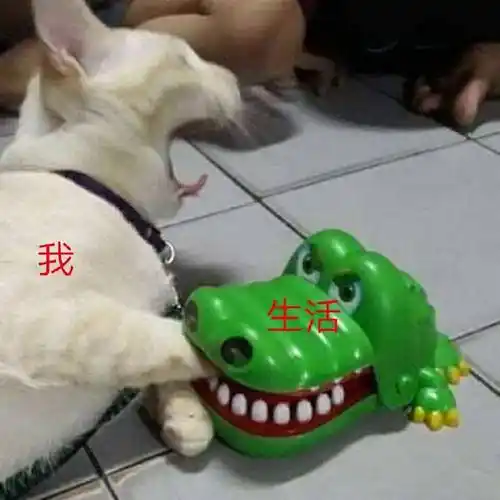 生活我猫咪猫咪生活表情