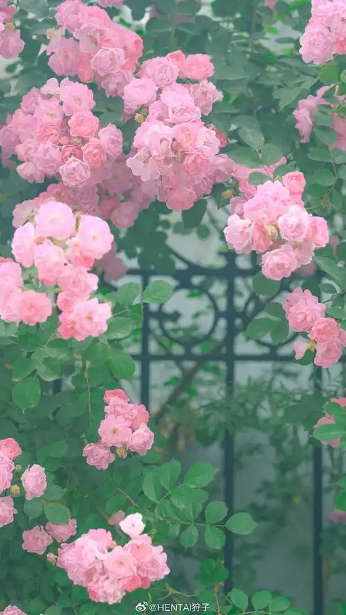 壁纸 花 桌面 690_1227 竖版 竖屏 手机