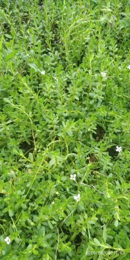 马齿苋菜新鲜包邮