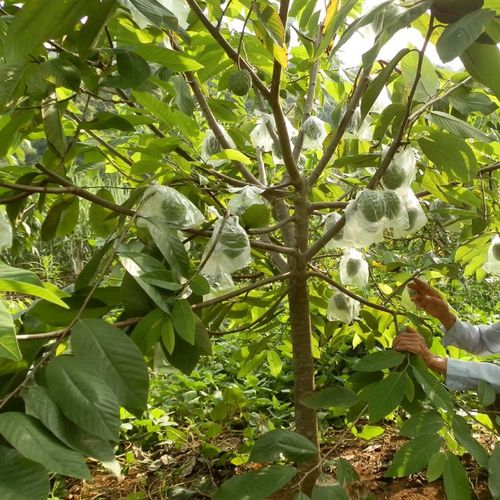 台湾凤梨释迦苗果树苗白肉嫁接苗番荔枝佛陀果树