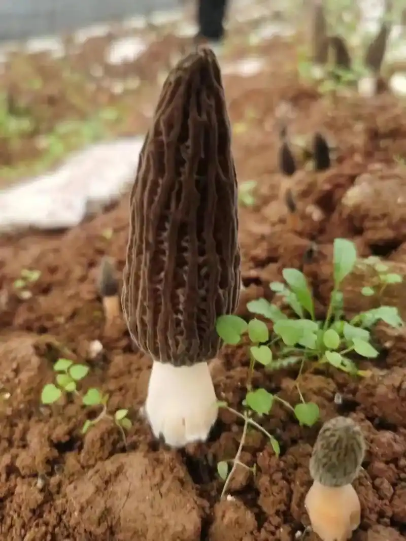 新鲜羊肚菌季节已经进入收尾阶段,对于一 - 抖音