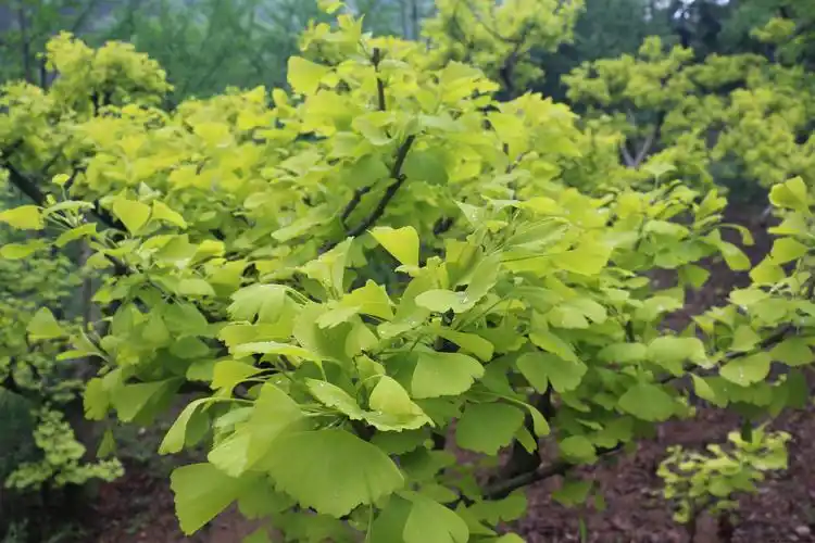 金叶银杏大树图片