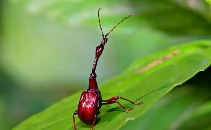 黑长颈卷叶象鼻虫