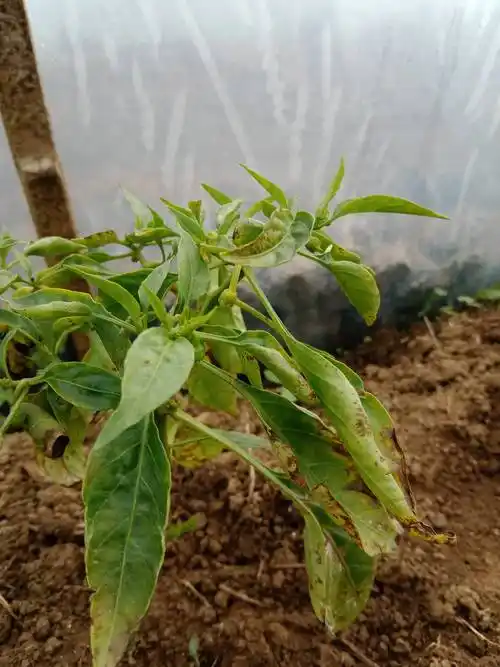 老师您好大棚种植的辣椒叶黄枯生长慢矮株是什么病要怎么治疗