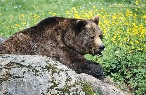 熊图片,动物百科