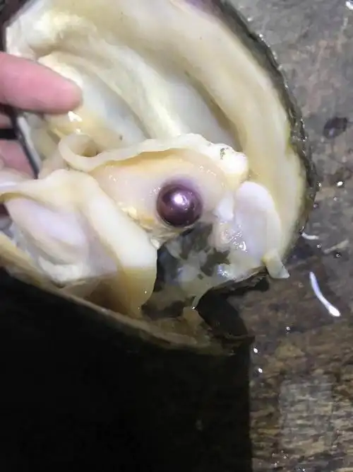 紫色爱迪生单珠蚌珍珠活蚌大蚌圆珠率高鲜艳漂亮一蚌一珠