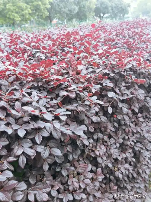 咏红花檵木 - 知乎