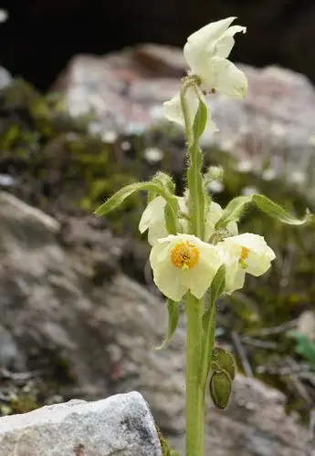 【全缘叶绿绒蒿】