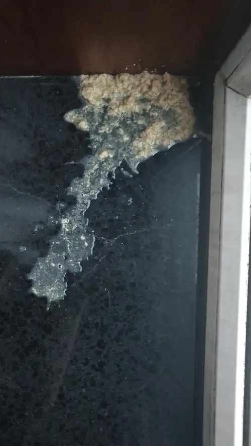 【求助】猫猫突然吐了(呕吐物图片预警)