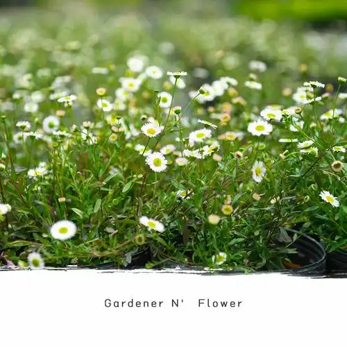 墨西哥飞蓬绿植盆栽四季开花草本花卉阳台花园庭院花量大易爆盆