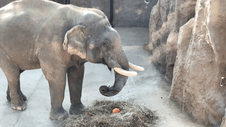 大象出来"遛弯"啦!