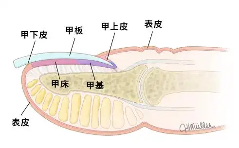 指甲短短的人,真是太辛苦啦