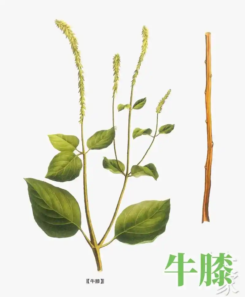 牛膝(百倍)味苦,酸.主寒,湿痿痹,四肢拘挛,膝痛不可屈伸, - 抖音