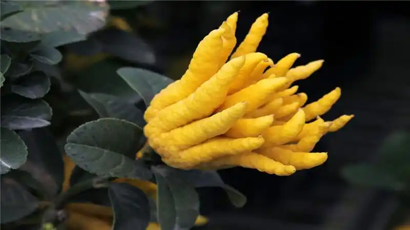 佛手果的功效与作用吃法是什么