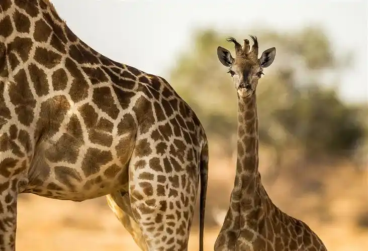 小小长颈鹿唯美野生动物图片